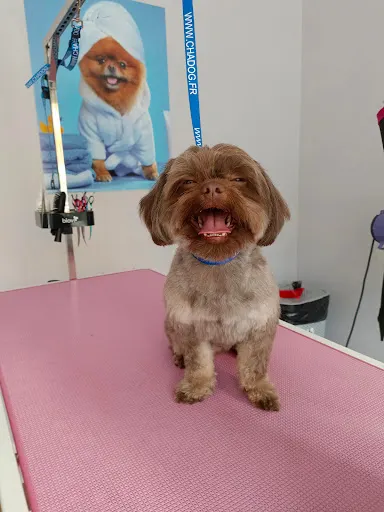 Psi fryzjer & SPA Salon Pielęgnacji Psów